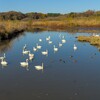 菅生沼の白鳥（常総市、坂東市）～つくば市とその周辺の風景写真案内（１２２２） 