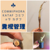 【発根マスターへの道 6つの重要なこと】Commiphora kataf コミフォラ カタフ（ピュア）