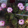 サボテンの花2