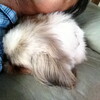 犬枕