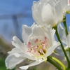 食べ専で、花を見たことなかった