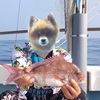 嘘みたいな釣果…(^^;)