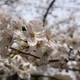 家族との桜散歩で日常の幸せ