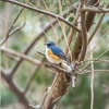 幸せの青い鳥