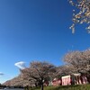 埼玉桜巡礼2026