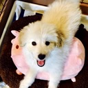 動物が苦手な男と犬のスノーのブログ