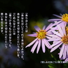 こころの道しるべ（244）愛を始める