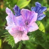 シャゼンムラサキの花
