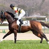 【一口馬主日記】レイカットスルー編！