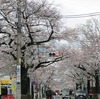 武蔵野市役所付近の桜（東京都武蔵野市）