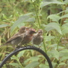 House Finch Daddy and His Kids