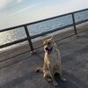 香港で犬を散歩できる公園！サイバーポートパークが超おすすめ！