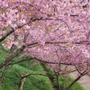 佐久間ダム公園　頼朝桜まつり　河津桜見に行った。（2日ぶり2回目