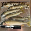 まだまだ獲れてます。