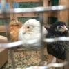 【町中で鶏を飼ってみる】ヒヨコ達が来て一ヶ月半経ちました。