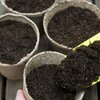 Kỹ thuật trồng hoa cẩm chướng trong chậu