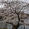 井の頭公園の桜、楽しそうな若者や家族連れ