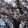 鎌倉の桜と診療所の緑