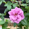 ＊秋バラの始まり＆アジュガの植え付け♪