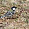 四十雀（シジュウカラ）♀