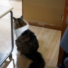 そしてベランダへ