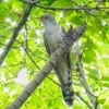 鳴かずんばそれもまたよしほととぎす