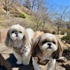 今年初めての桜