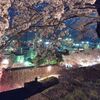 津山鶴山公園の夜桜