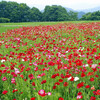 休耕田のお花達