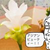 【食卓に一輪の花を】初心者におすすめ！白いクルクマ