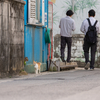 八重山諸島のねこさん