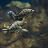 オレオクロミス・タンガニカエ Oreochromis tanganicae