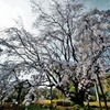 滝みたいな桜だねって／都立六義園にて