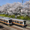 中野区の桜撮影と花見