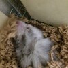 しろあん163日目