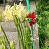 お彼岸を前に草刈り