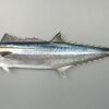 サワラに関する雑学！