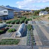実家の畑で農作業でした