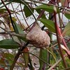 カマキリの卵と積雪量