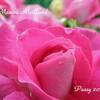 薔薇の園  * ２０１７ *  Vol.７６ * マヌー メイアン *