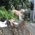 【書評】タイピー日記「犬１匹、猫４匹との佐渡島暮らし」