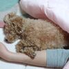 混合ワクチン