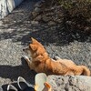 最強寒波に負けないよエスパルスファミリー