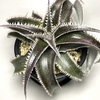 Dyckia ‘Wasabi’ （ディッキア ‘ワサビ’）BBYの育て方 & 生育記録 Vol. 2