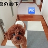 Rasukuのトイレ事情(仔犬から始めたトイレトレーニング)