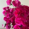春の花の香り