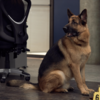 ハドソン＆レックス〜セントジョンズ警察シェパード犬刑事〜Hudson&Rex☆S2-7