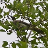 Noisy Friarbird