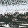 北摂の池の水鳥たち