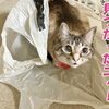 猫より犬が好き！じゃなかった？